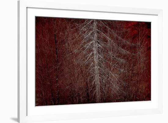 Silver Sentinel-Doug Chinnery-Framed Giclee Print