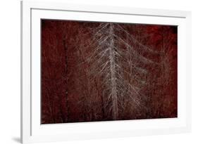 Silver Sentinel-Doug Chinnery-Framed Giclee Print