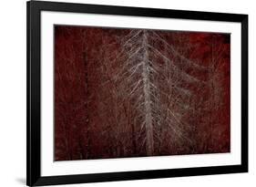 Silver Sentinel-Doug Chinnery-Framed Giclee Print