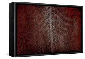 Silver Sentinel-Doug Chinnery-Framed Stretched Canvas