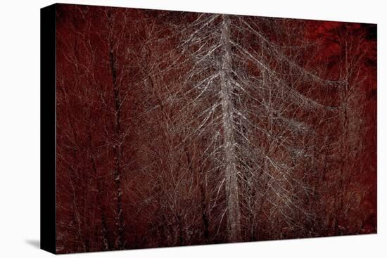 Silver Sentinel-Doug Chinnery-Stretched Canvas