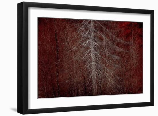 Silver Sentinel-Doug Chinnery-Framed Giclee Print