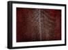 Silver Sentinel-Doug Chinnery-Framed Giclee Print