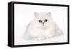 Silver Shaded Persian Kitten in Studio-null-Framed Stretched Canvas