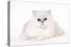 Silver Shaded Persian Kitten in Studio-null-Stretched Canvas