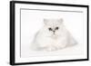 Silver Shaded Persian Kitten in Studio-null-Framed Photographic Print