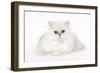 Silver Shaded Persian Kitten in Studio-null-Framed Photographic Print