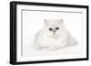 Silver Shaded Persian Kitten in Studio-null-Framed Photographic Print