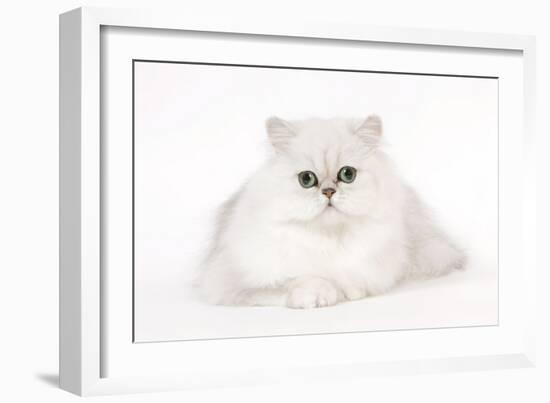 Silver Shaded Persian Kitten in Studio-null-Framed Photographic Print