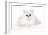 Silver Shaded Persian Kitten in Studio-null-Framed Photographic Print