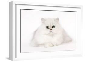 Silver Shaded Persian Kitten in Studio-null-Framed Photographic Print