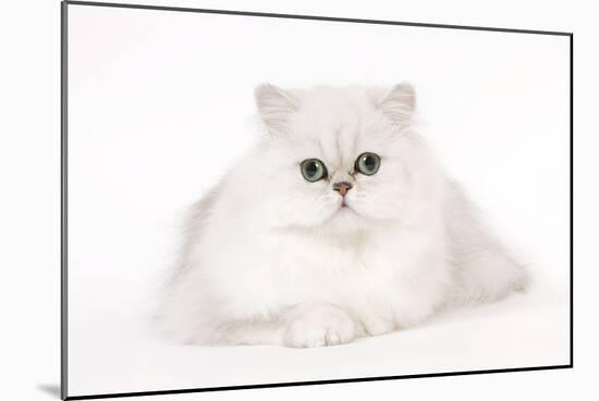 Silver Shaded Persian Kitten in Studio-null-Mounted Photographic Print