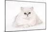 Silver Shaded Persian Kitten in Studio-null-Mounted Photographic Print