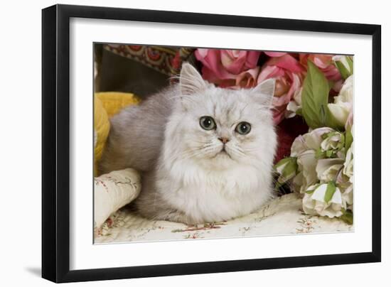 Silver Shaded Persian-null-Framed Photographic Print