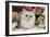 Silver Shaded Persian-null-Framed Photographic Print