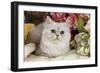 Silver Shaded Persian-null-Framed Photographic Print