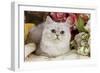 Silver Shaded Persian-null-Framed Photographic Print