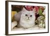 Silver Shaded Persian-null-Framed Photographic Print