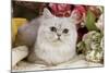 Silver Shaded Persian-null-Mounted Photographic Print