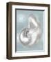 Silver Shell on Aqua Blue I-Caroline Kelly-Framed Art Print