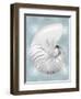 Silver Shell on Aqua Blue II-Caroline Kelly-Framed Art Print