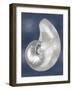 Silver Shell on Indigo Blue I-Caroline Kelly-Framed Art Print