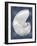 Silver Shell on Indigo Blue II-Caroline Kelly-Framed Art Print