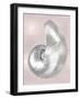 Silver Shell on Pink Blush I-Caroline Kelly-Framed Art Print