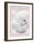 Silver Shell on Pink Blush II-Caroline Kelly-Framed Art Print