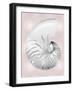 Silver Shell on Pink Blush II-Caroline Kelly-Framed Art Print