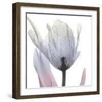 Silver Splash 2-Albert Koetsier-Framed Art Print