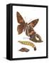 Silver-Spotted Skipper Butterfly, Caterpillar, and Pupae (Epargyreus Clarus), Insects-Encyclopaedia Britannica-Framed Stretched Canvas