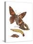 Silver-Spotted Skipper Butterfly, Caterpillar, and Pupae (Epargyreus Clarus), Insects-Encyclopaedia Britannica-Stretched Canvas