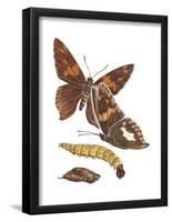 Silver-Spotted Skipper Butterfly, Caterpillar, and Pupae (Epargyreus Clarus), Insects-Encyclopaedia Britannica-Framed Poster