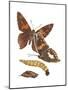 Silver-Spotted Skipper Butterfly, Caterpillar, and Pupae (Epargyreus Clarus), Insects-Encyclopaedia Britannica-Mounted Poster