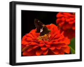 Silver Spotted Skipper Butterfly, Meadowlark Botanical Gardens, Vienna, Virginia, USA-Corey Hilz-Framed Photographic Print