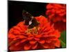 Silver Spotted Skipper Butterfly, Meadowlark Botanical Gardens, Vienna, Virginia, USA-Corey Hilz-Mounted Photographic Print