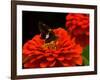 Silver Spotted Skipper Butterfly, Meadowlark Botanical Gardens, Vienna, Virginia, USA-Corey Hilz-Framed Photographic Print