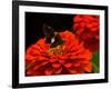 Silver Spotted Skipper Butterfly, Meadowlark Botanical Gardens, Vienna, Virginia, USA-Corey Hilz-Framed Photographic Print