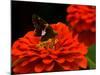 Silver Spotted Skipper Butterfly, Meadowlark Botanical Gardens, Vienna, Virginia, USA-Corey Hilz-Mounted Photographic Print