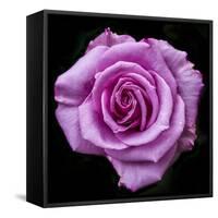 Silver Star Grandiflora Rose at Brookside Gardens, Maryland, USA-Christopher Reed-Framed Stretched Canvas