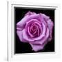 Silver Star Grandiflora Rose at Brookside Gardens, Maryland, USA-Christopher Reed-Framed Premium Photographic Print