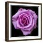 Silver Star Grandiflora Rose at Brookside Gardens, Maryland, USA-Christopher Reed-Framed Photographic Print