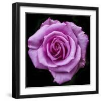 Silver Star Grandiflora Rose at Brookside Gardens, Maryland, USA-Christopher Reed-Framed Photographic Print