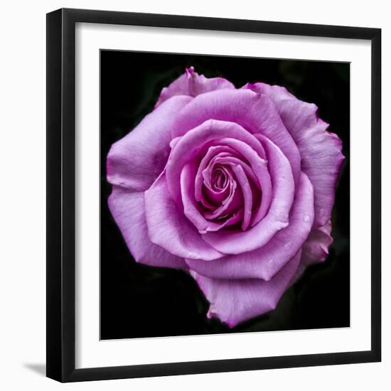 Silver Star Grandiflora Rose at Brookside Gardens, Maryland, USA-Christopher Reed-Framed Photographic Print