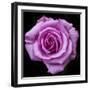 Silver Star Grandiflora Rose at Brookside Gardens, Maryland, USA-Christopher Reed-Framed Photographic Print