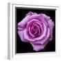 Silver Star Grandiflora Rose at Brookside Gardens, Maryland, USA-Christopher Reed-Framed Photographic Print