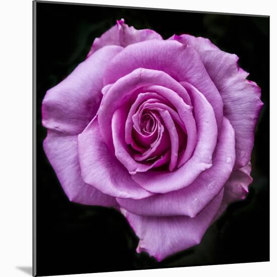 Silver Star Grandiflora Rose at Brookside Gardens, Maryland, USA-Christopher Reed-Mounted Photographic Print