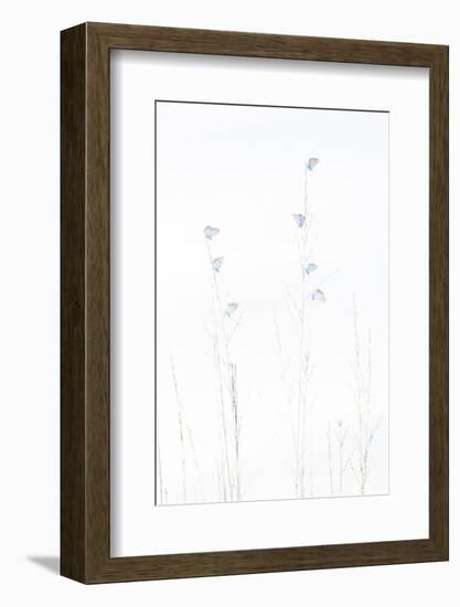 Silver-studded blue butterflies resting, The Netherlands-Edwin Giesbers-Framed Photographic Print