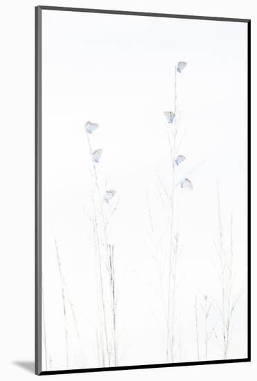 Silver-studded blue butterflies resting, The Netherlands-Edwin Giesbers-Mounted Photographic Print
